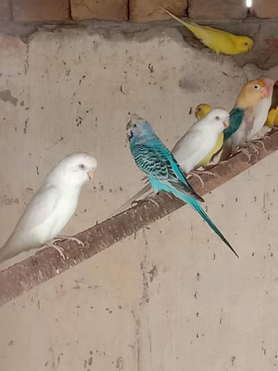 parrots