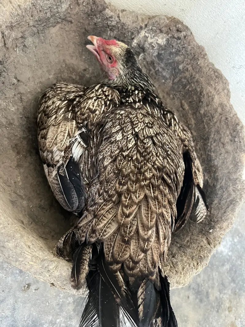 Aseel kurak hen — photo 2