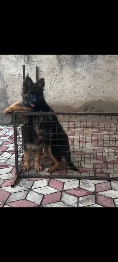 German Shepherd baby for sale male or female healthy or active all
