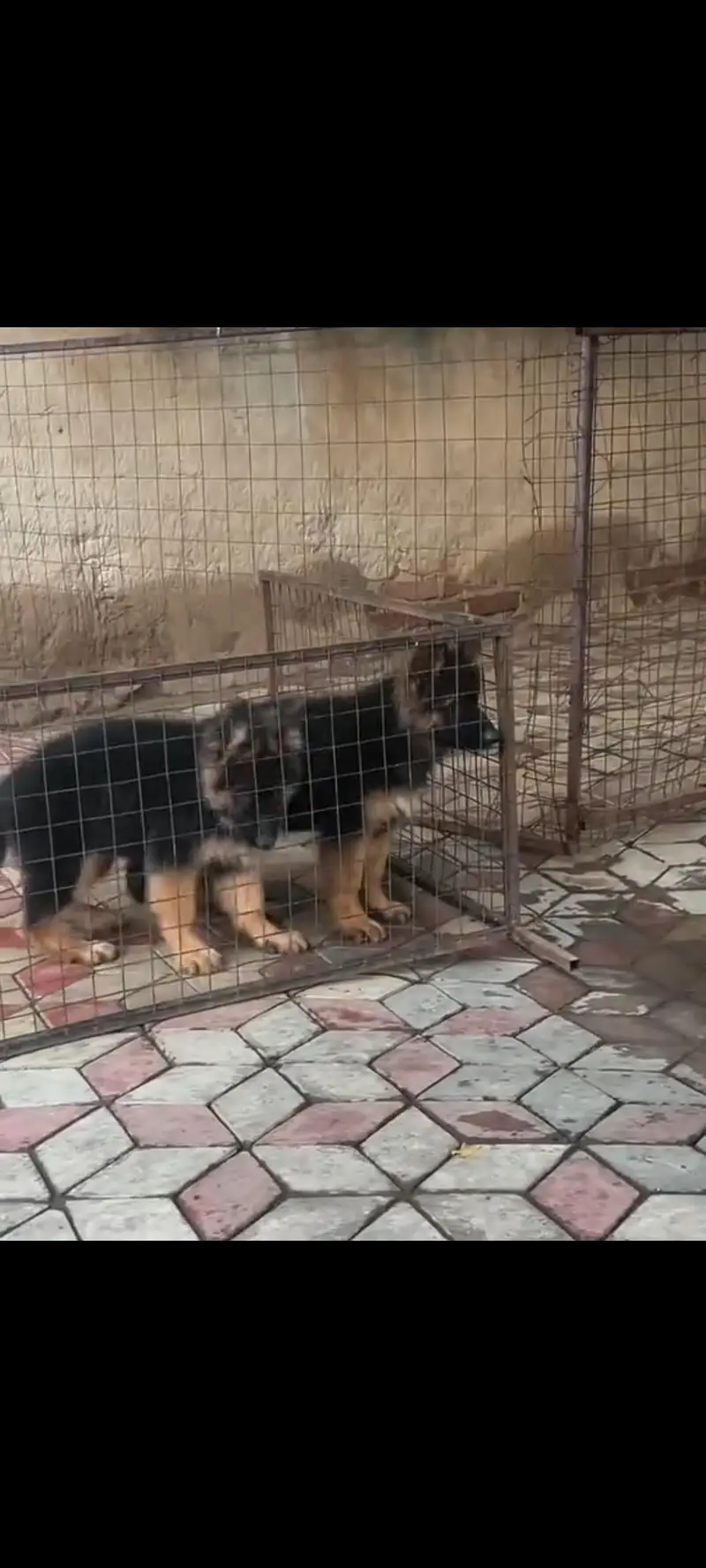 German Shepherd baby for sale male or female healthy or active all — photo 2
