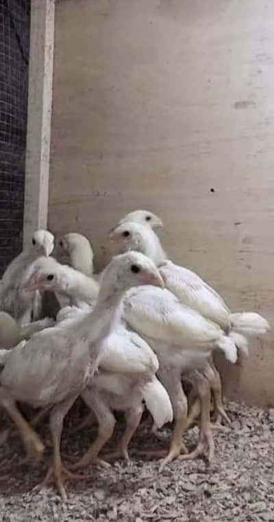 German Shamo chicks