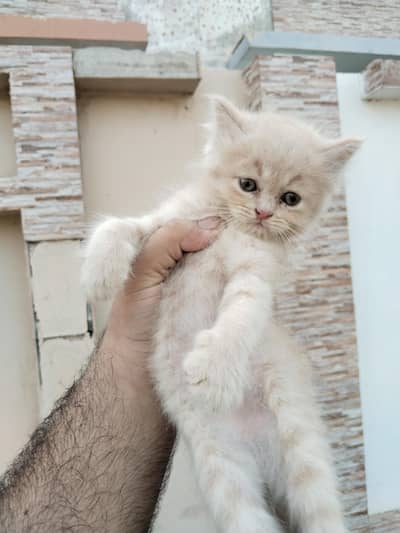Fawn Persian kitten