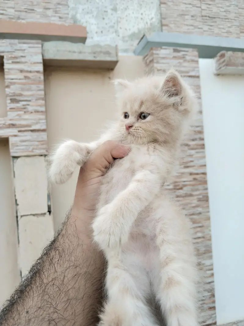 Fawn Persian kitten — photo 2