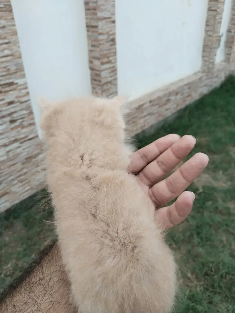 Fawn Persian kitten — photo 3