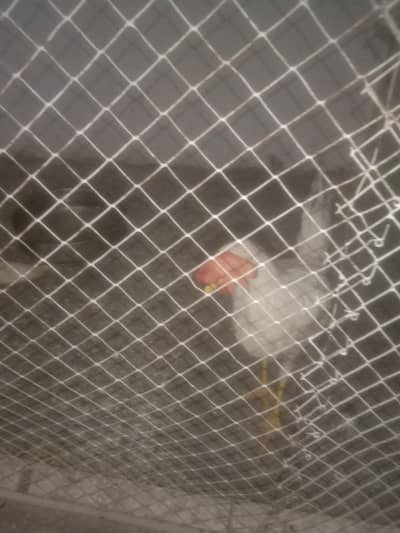 aseel Raza Ahmed jatt sale