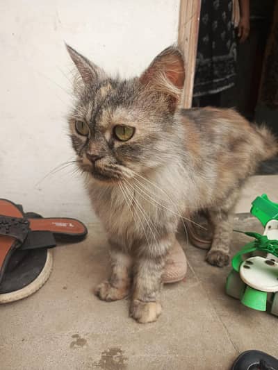 Persian Cat