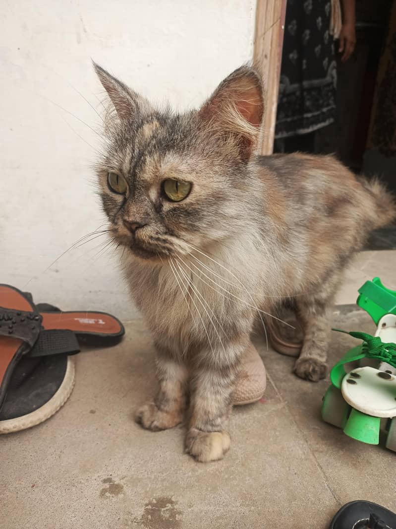 Persian Cat 0