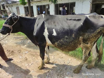 Fresion Cow for Sale
