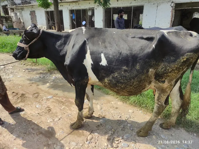 Fresion Cow for Sale — photo 2