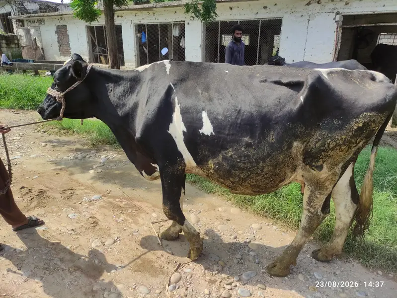 Fresion Cow for Sale — photo 3
