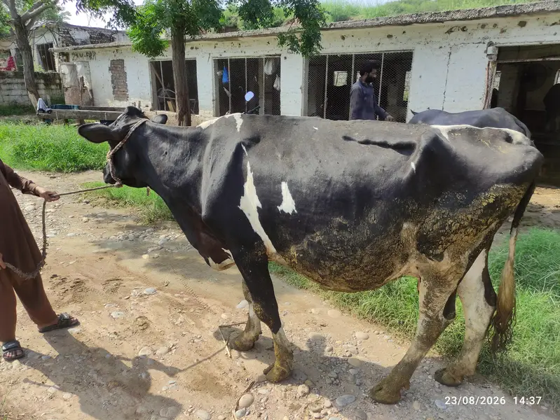 Fresion Cow for Sale — photo 4