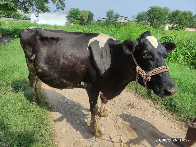 Fresion Cow for Sale — photo 5
