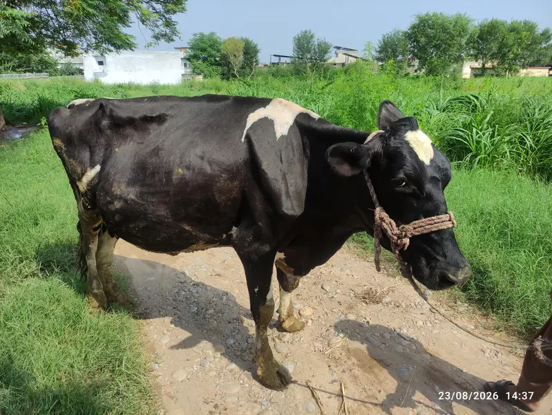 Fresion Cow for Sale — photo 6
