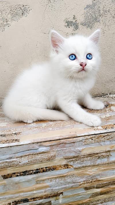 Heavy Coated Blue Eyes Kitten