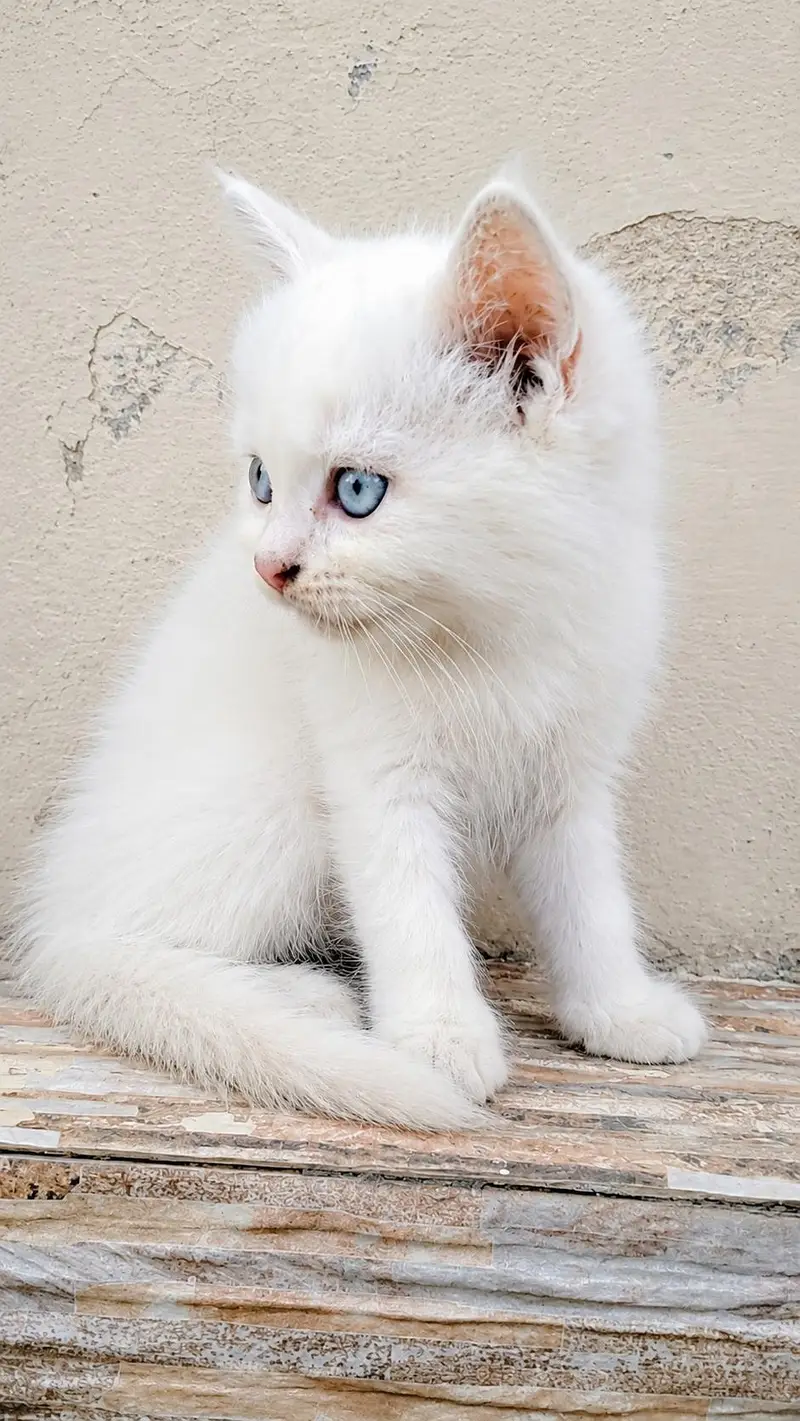 Heavy Coated Blue Eyes Kitten — photo 2