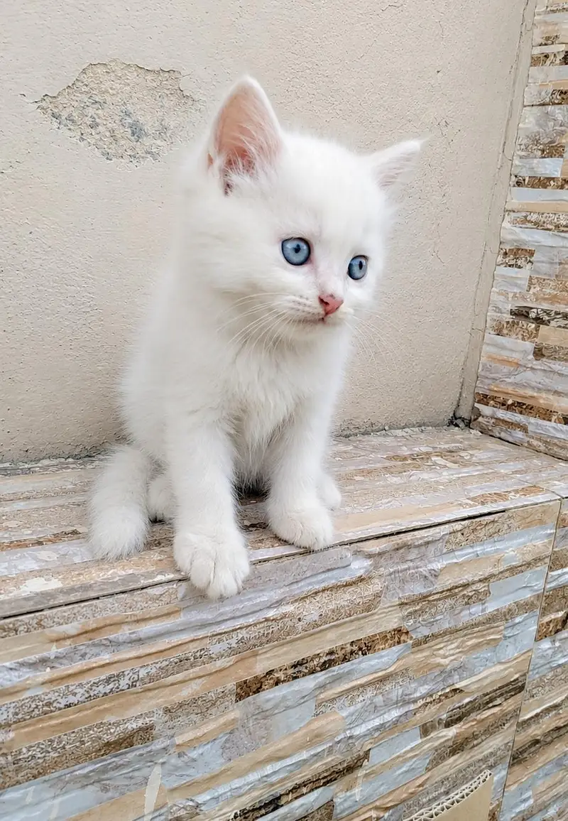 Heavy Coated Blue Eyes Kitten — photo 3