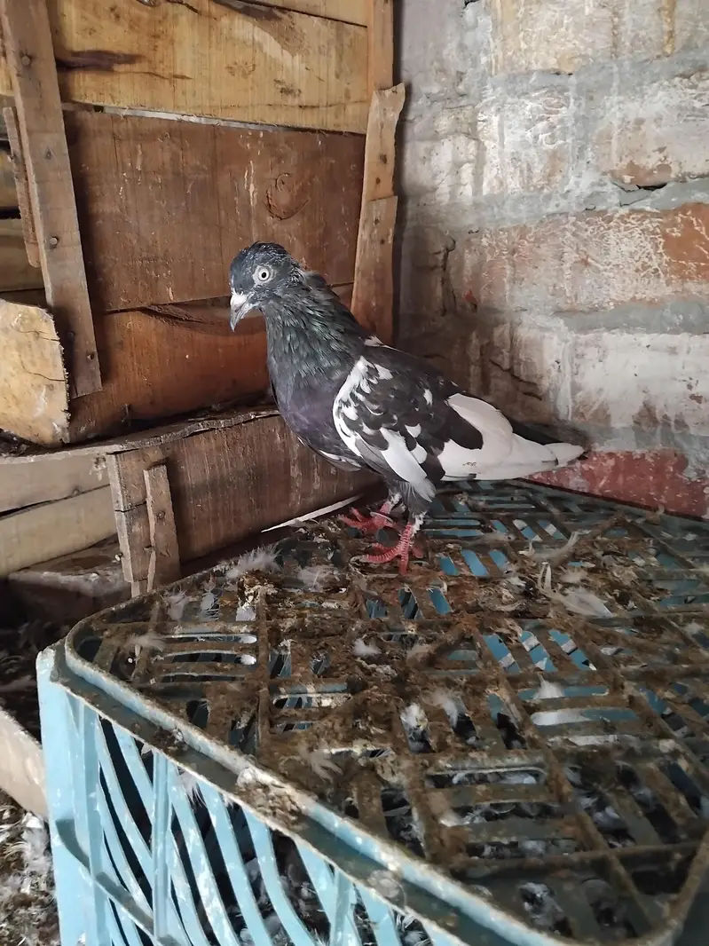 rampori — photo 2