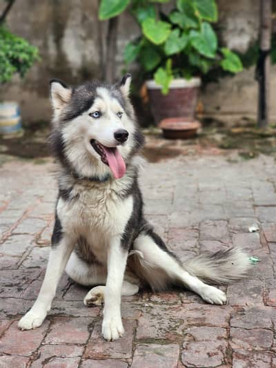 huskey female ready to cross urgent sale