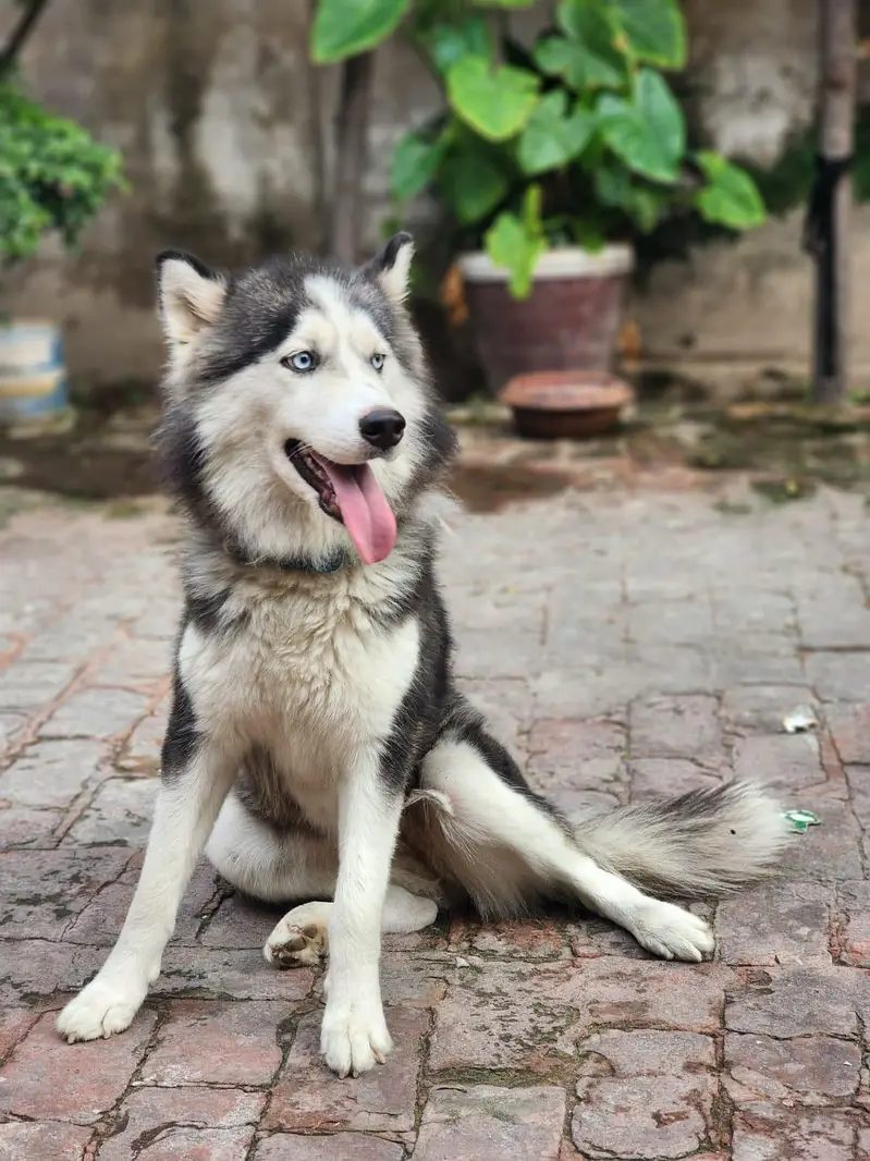 huskey female ready to cross urgent sale