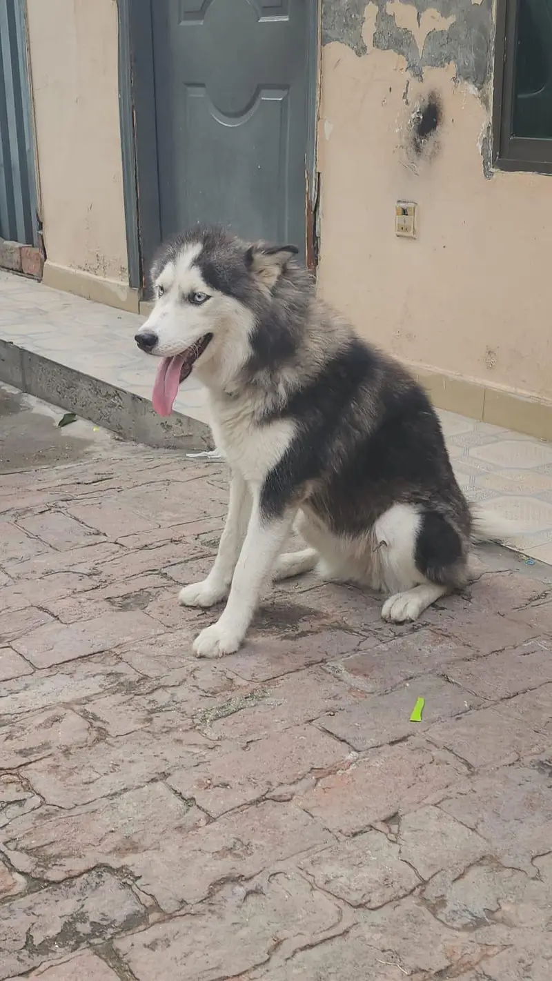 huskey female ready to cross urgent sale — photo 2