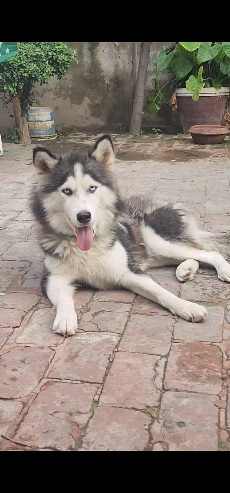 huskey female ready to cross urgent sale — photo 3