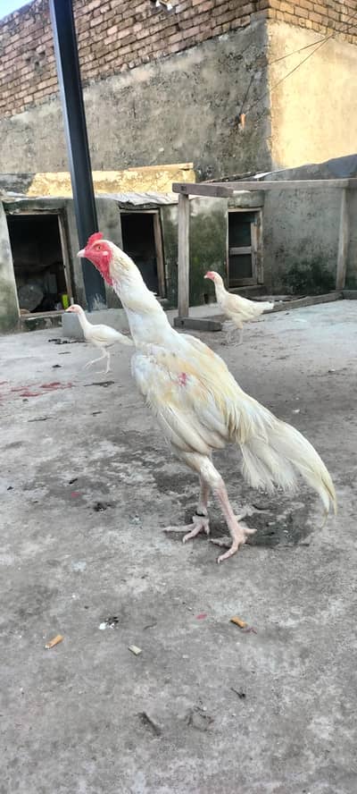 heera aseel for sale