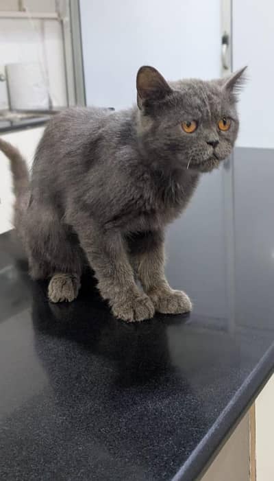 British Shorthair