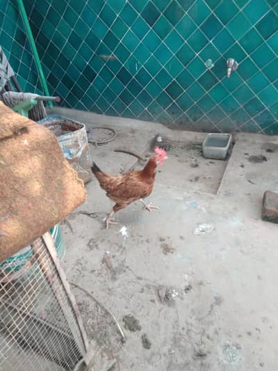 pure dessi hen
