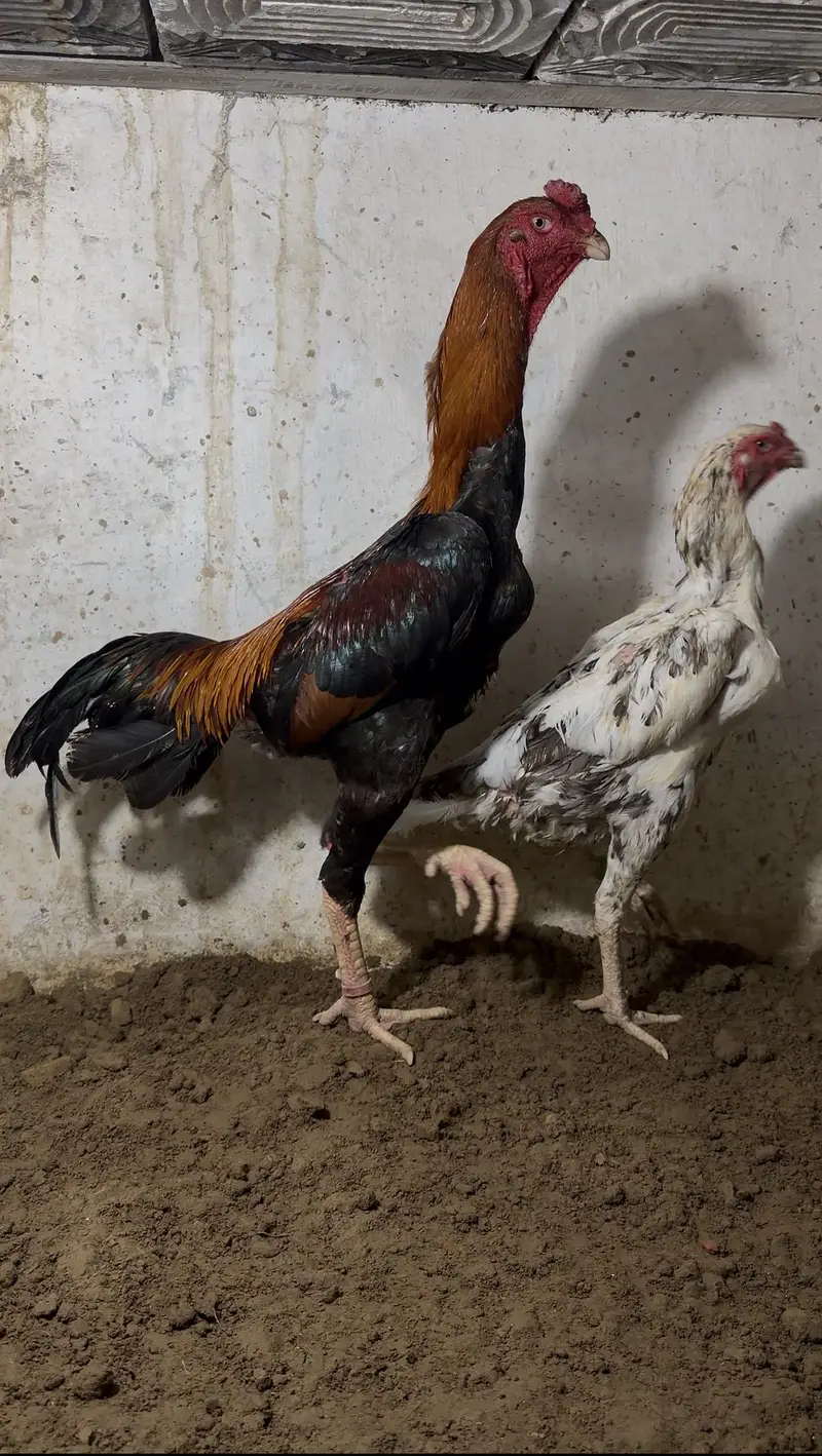 Jappnese shamo pair high quality — photo 2