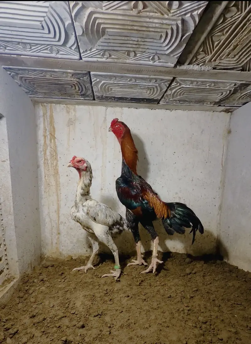 Jappnese shamo pair high quality — photo 3