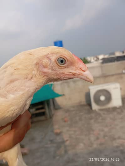 Heera Aseel chicks
