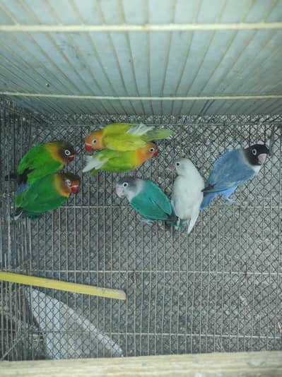 Fischer lovebirds Albino split ino sable yellow split