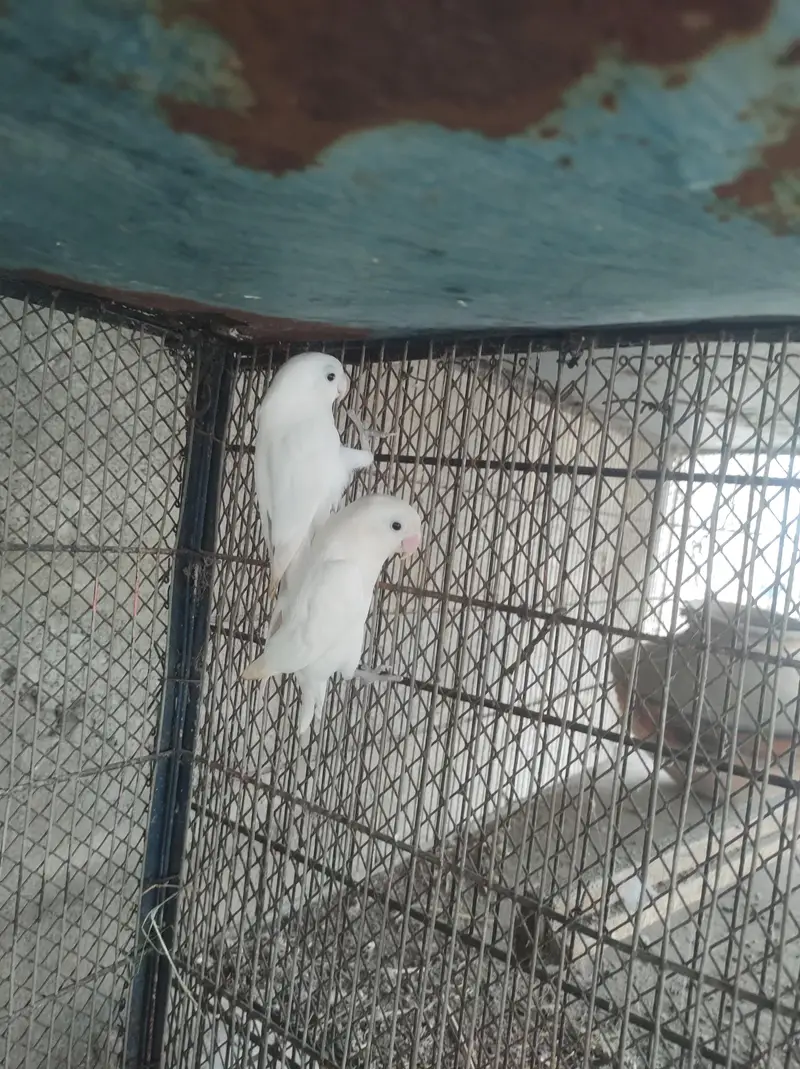 Fischer lovebirds Albino split ino sable yellow split — photo 2