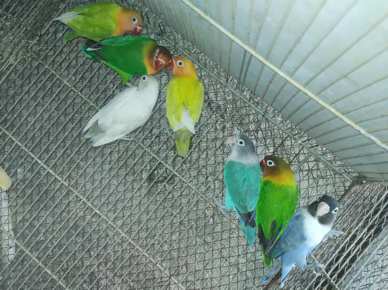 Fischer lovebirds Albino split ino sable yellow split — photo 3