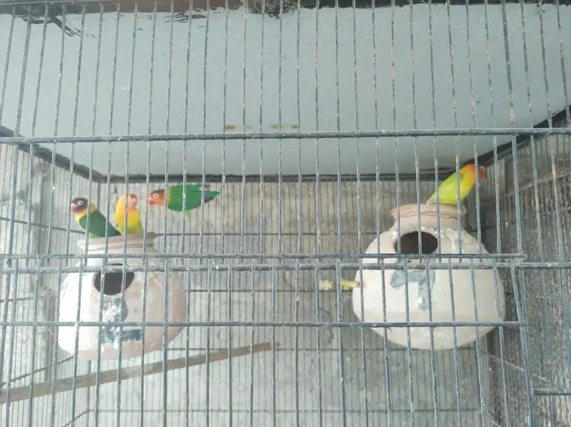 Fischer lovebirds Albino split ino sable yellow split — photo 4