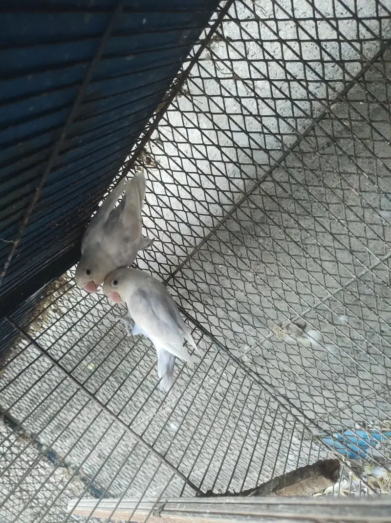 Fischer lovebirds Albino split ino sable yellow split — photo 5