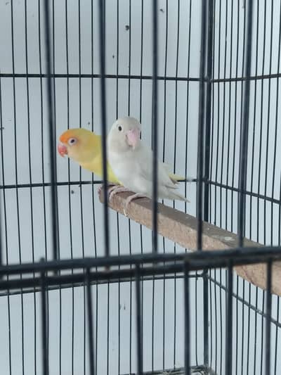 Love Birds Pair