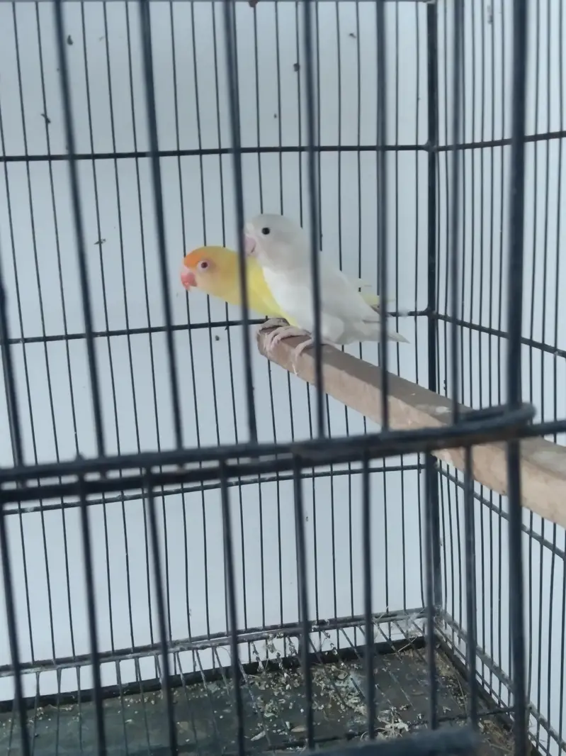 Love Birds Pair — photo 2