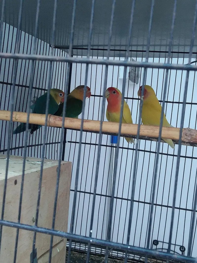 Love Birds Pair — photo 3