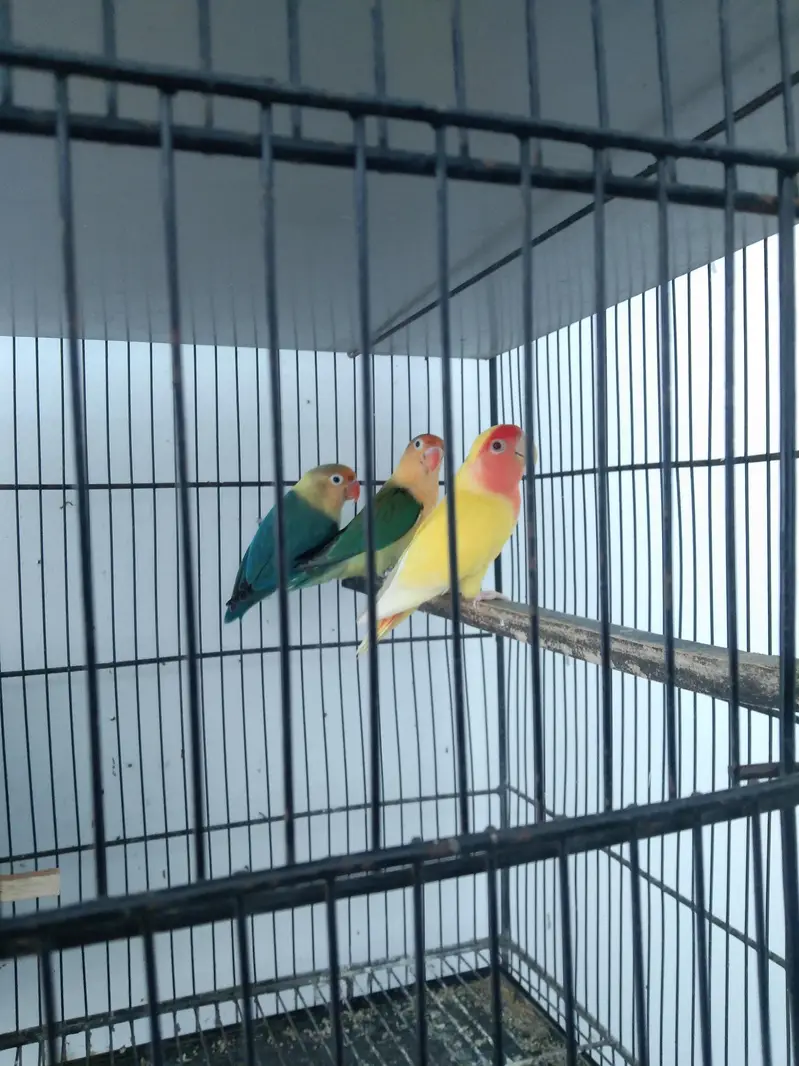 Love Birds Pair — photo 4