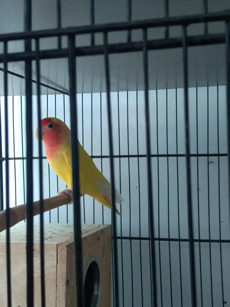 Love Birds Pair — photo 5