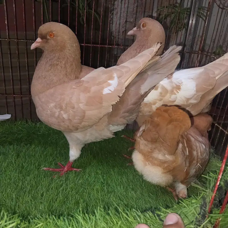 king modena pair with 1 chik