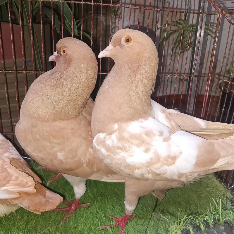 king modena pair with 1 chik — photo 2