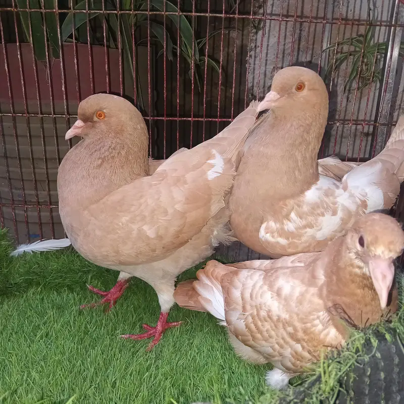 king modena pair with 1 chik — photo 3