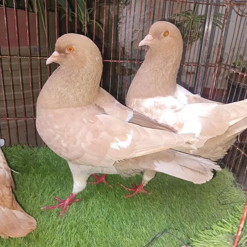 king modena pair with 1 chik — photo 4