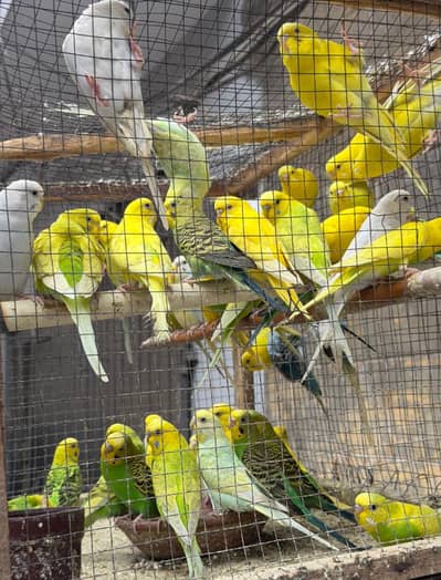 Australian parrots