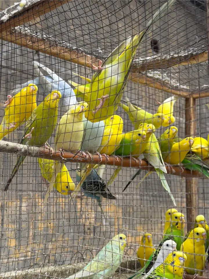 Australian parrots — photo 2