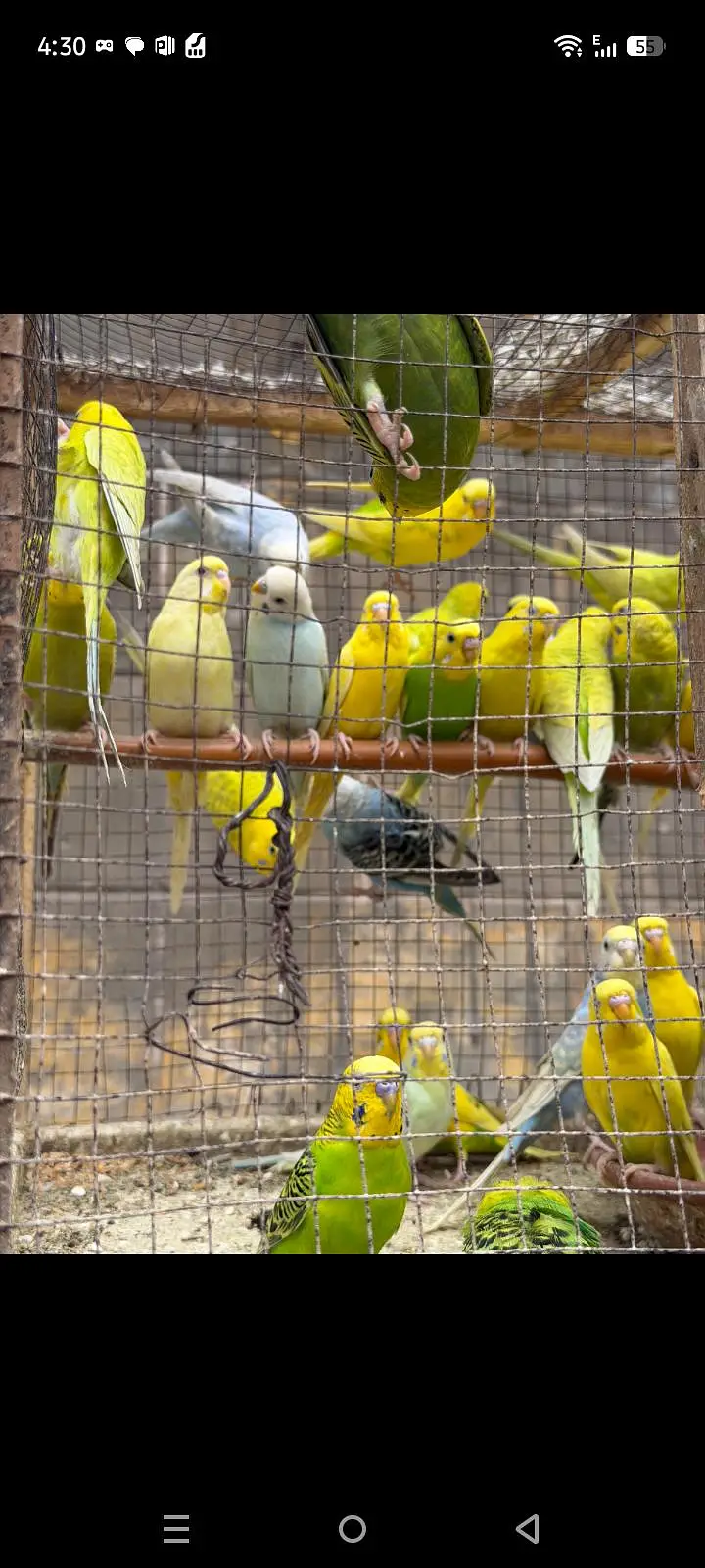 Australian parrots — photo 3