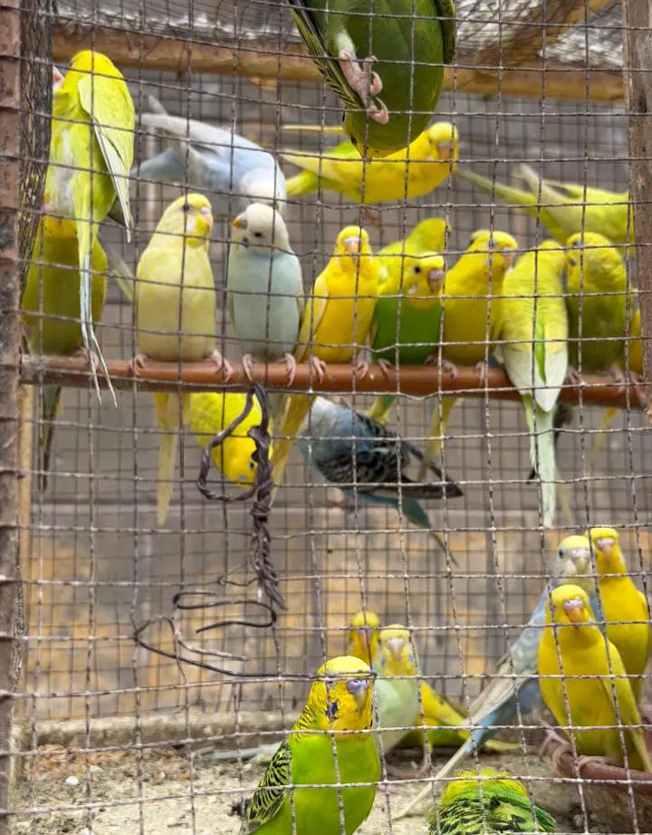 Australian parrots — photo 4