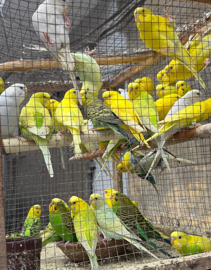 Australian parrots — photo 5